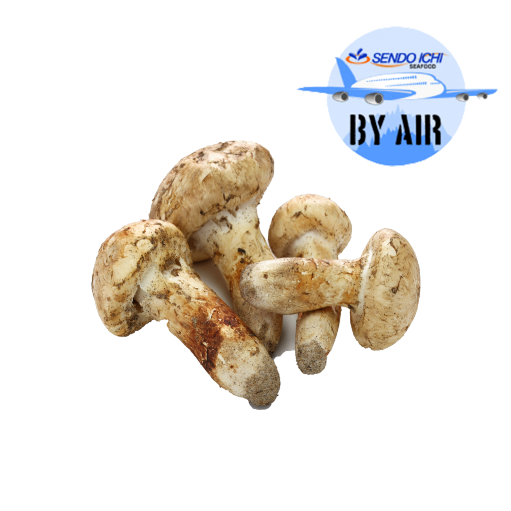 Fresh Matsutake Mushroom 日本空运松茸 (±100GM/Pck) [Delivery Date 25/11/22
